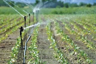 haryana eight districts drip irrigation