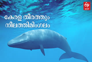 കേരളതീരത്തും നീലത്തിമിംഗലം  വിഴിഞ്ഞത്തും നീലത്തിമിംഗലം  നീലത്തിമിംഗലത്തിന്‍റെ സാന്നിധ്യം  നീലത്തിമിംഗലം  ഹൈഡ്രോ ഫോണ്‍ ശബ്‌ദം തിരിച്ചറിഞ്ഞു  വിഴിഞ്ഞത്തിന് സമീപം നീലത്തിമിംഗല സാന്നിദ്ധ്യം  Blue whale presence found in vizhinjam sea  kerala Blue whale presence  Blue whale presence  Blue whale presence news  vizhinjam sea Blue whale presence  Blue whale presence found