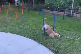 Get up after fall? No, Slump: Puppy in a hilarious viral video