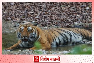 Melghat to Gujrat tiger corridor issue pending at last 9 years