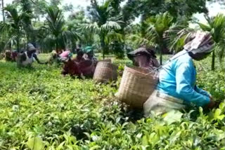 small tea growers are in danger with dowmgoing price of raw tea leaves