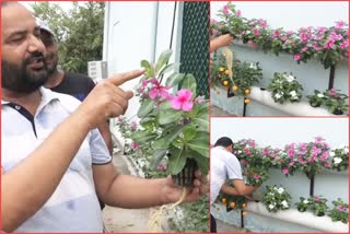 progressive-farmers-of-una-are-growing-flowers-with-hydroponic-technology