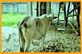 beef business in a dhaba in Jonai