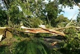 Majuli storm