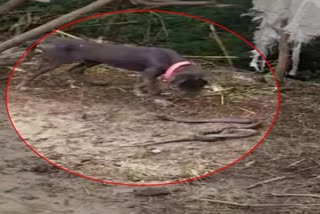 Dog fight with snake, Bundi news