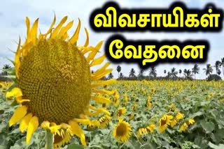 சூரியகாந்தி விவசாயிகள் கவலை