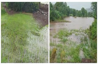 rice farm loss due to heavy rainfall in bhimashankar pune