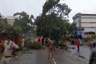 tree fell down on the car  tree fell down  ernakulam news  എറണാകുളം വാർത്തകള്‍  ഇടപ്പള്ളി  മരം കാറിന് മുകളിലേക്ക് വീണു