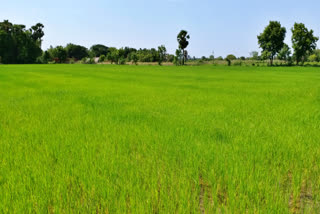 thiruvarur farmer request about crop insurence  thiruvarur farmer request  farmer request about crop insurence  farmer request  crop insurence  thiruvarur news  thiruvarur latest news  திருவாரூர் செய்திகள்  பயிர் காப்பீடு குறித்து விவசாயிகள் கோரிக்கை  திருவாரூரில் பயிர் காப்பீடு குறித்து விவசாயிகள் கோரிக்கை  விவசாயிகள் கோரிக்கை  பயிர் காப்பீடு  காப்பீடு திகை