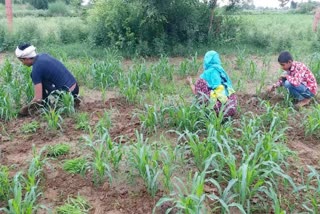 धौलपुर में बारिश, rain in dhaulpur