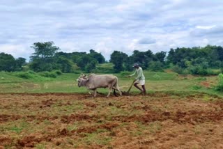 due-to-the-increased-prices-of-petrol-and-diesel-farmers-are-plowing-the-fields-with-ox-in-surajpur
