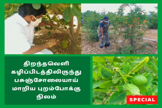 பசுஞ்சோலையாய் மாறிய புறம்போக்கு நிலம்