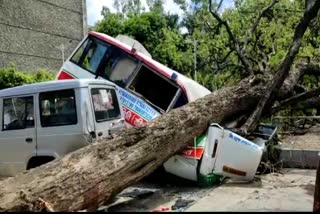 tree-fell-on-ambulance-in-sushila-tiwari-hospital