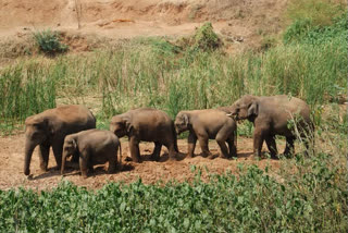 யானைகள் வழித்தடம்