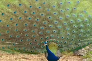 Peacock danced in city of Mahakal