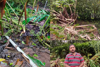 Wild elephant disturbance in hillsides of idukki  Wild elephant disturbance in hillsides of idukki news  Wild elephant disturbance  Wild elephant disturbance news  idukki hillsides  idukki hillsides news  Wild elephant idukki hillsides  Wild elephant idukki hillsides news  anakkaramedu  anakkaramedu news  idukki anakkaramedu  idukki anakkaramedu news  മലയോര മേഖലയിൽ കാട്ടാന ശല്യം രൂക്ഷം  മലയോര മേഖലയിൽ കാട്ടാന ശല്യം രൂക്ഷം  മലയോര മേഖലയിൽ കാട്ടാന ശല്യം രൂക്ഷം വാർത്ത  കാട്ടാന  കാട്ടാന വാർത്ത  കാട്ടാന ശല്യം രൂക്ഷം  കാട്ടാന ശല്യം രൂക്ഷം വാർത്ത  അണക്കരമെട്  അണക്കരമെട് വാർത്ത