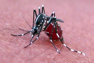 Dengue and Chikungunya patients increased in Nashik