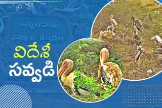 ఉప్పలపాడులో విదేశీ పక్షుల సందడి