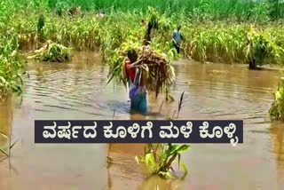 several hectares of crop destroy in bagalkot