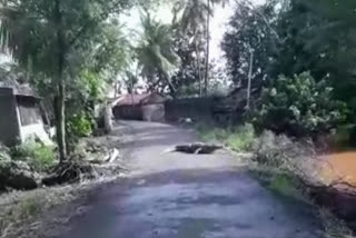 Crocodiles Appeared on the road  in sangli