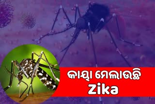 କେରଳରେ କାୟା ବିସ୍ତାର କରୁଛି Zika Virus, ୪୮ ଛୁଇଁଲା ପଜିଟିଭ