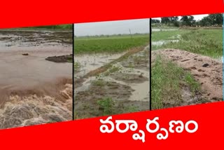 Rains effect in nirmal district, crop drowned in nirmal