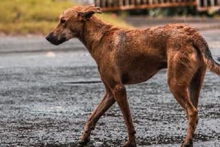 Three arrested in street dog killing case in Thrikkakara തൃക്കാക്കരയിൽ തെരുവുനായകളെ കൊന്ന കേസ് കൊച്ചി വാര്‍ത്ത kochi news ernakulam news എറണാകുളം വാര്‍ത്ത കോഴിക്കോട് സ്വദേശി kozhikode native തൃക്കാക്കര നഗരസഭ Thrikkakara Corporation