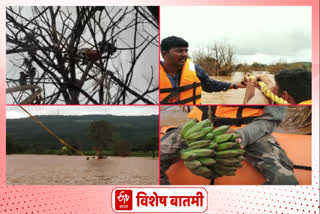 monkeys stuck on tree kolhapur