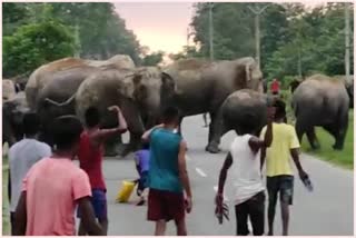 elephant attack live video