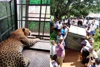 leopard Caught in Haveri