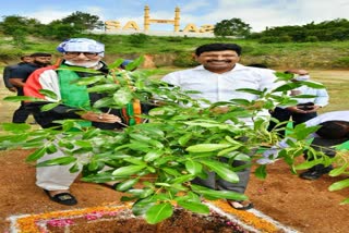 Big B Amitabh Bachan took part in Green India Challenge in Ramoji Film CIty,