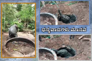 protection-of-an-elephant-cub-that-fell-into-the-well-in-kodagu