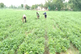 Rain in Banaskantha