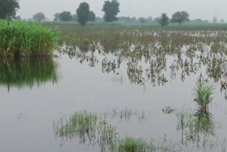 charkhi dadri fields waterlogging