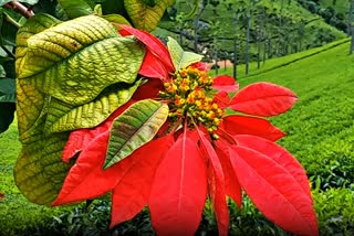 RED LEAP FLOWERS in Coonoor