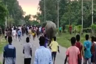 On camera Elephant Killed a person