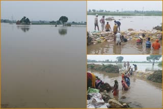 Karnal rain farmers crop wasted