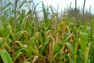 Insect threat on maize crop in Bastar