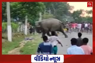 Video viral: આસામમાં જંગલી હાથીએ એક વ્યક્તિની હત્યા કરી