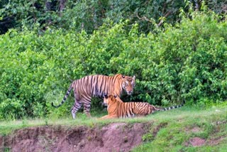 Tiger Mating