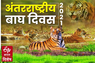 International Tiger Day, Corbett Tiger Reserve