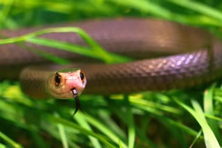 snake bite 4 years girl child death in nayagarh