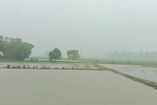 karnal farmer fields waterlogging