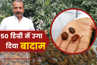 karnal farmer almond farming