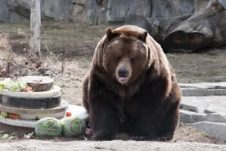 bear