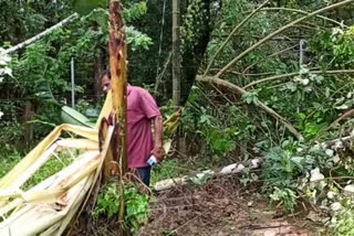 wild elephats destroyed agriculture നിലമ്പൂരില്‍ കൃഷിയും സ്വൈര്യ ജീവിതവും നശിപ്പിച്ച് കാട്ടനകള്‍ ആശങ്കയിലായി കര്‍ഷകര്‍ peaceful atmosphere മലപ്പുറം വാര്‍ത്ത malappuram news