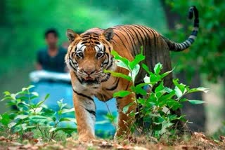 इंटरनेशनल टाइगर डे 2021, International Tiger day 2021