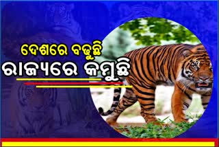 ବିଶ୍ବ ବାଘ୍ର ଦିବସ: ତାଙ୍କ ସୁରକ୍ଷା ଆମ ଦାୟିତ୍ବ