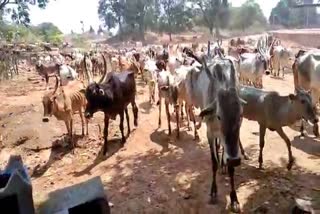 ಹಳ್ಳಿಕಾರ್ ತಳಿಯ ಹಸುಗಳು