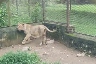 જૂનાગઢ સક્કરબાગ પ્રાણી સંગ્રહાલયમાંથી 40 જેટલા સિંહ અને સિંહણને દેશના અન્ય પ્રાણી સંગ્રહાલયોમાં મોકલાશે